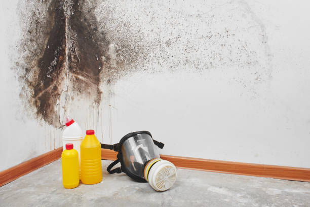 Mold Testing and Removal in Evansville, WI