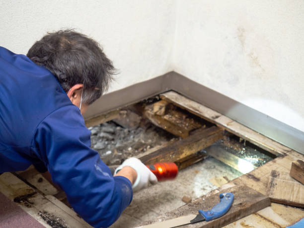 Best Attic Mold Removal  in Evansville, WI