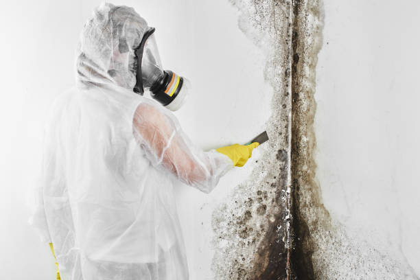 Best Emergency Mold Removal  in Evansville, WI