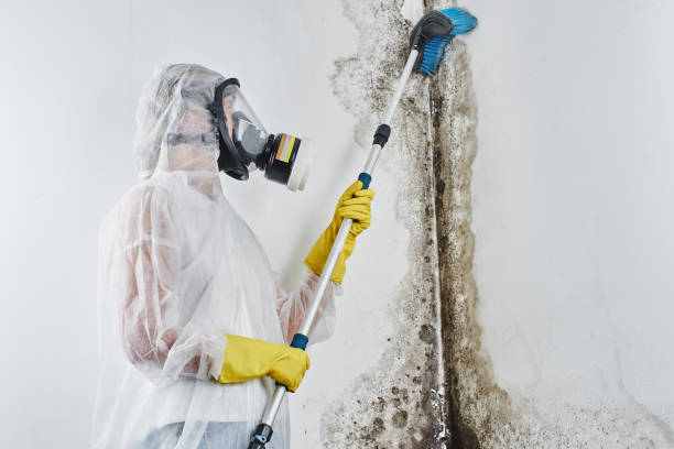 Best Local Mold Removal Service  in Evansville, WI