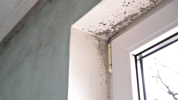 Best Mold Cleaning Services  in Evansville, WI