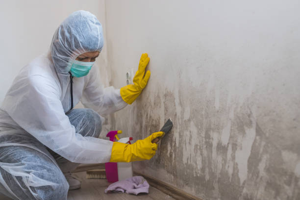 Best Same-Day Mold Removal  in Evansville, WI