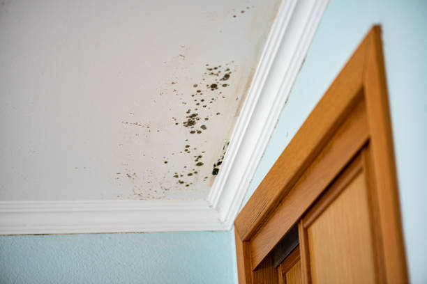 Best Affordable Mold Removal  in Evansville, WI