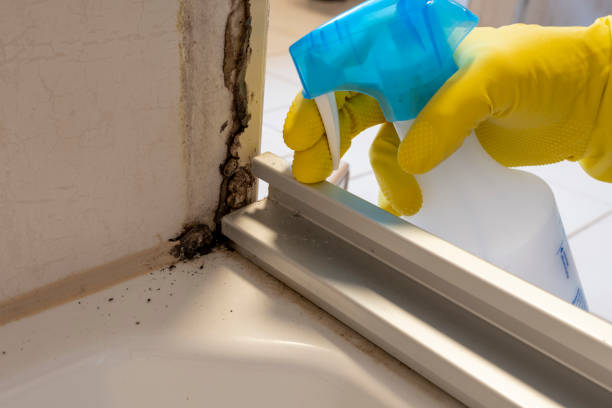 Best Mold Removal Near Me  in Evansville, WI