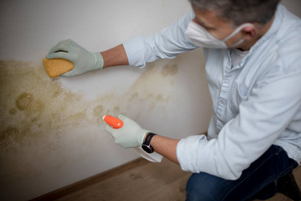 Best Office Mold Removal Services  in Evansville, WI