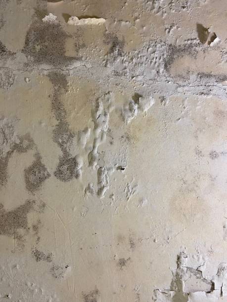 Best Mold Remediation  in Evansville, WI