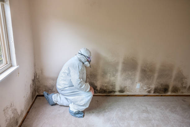 Best Emergency Mold Removal  in Evansville, WI