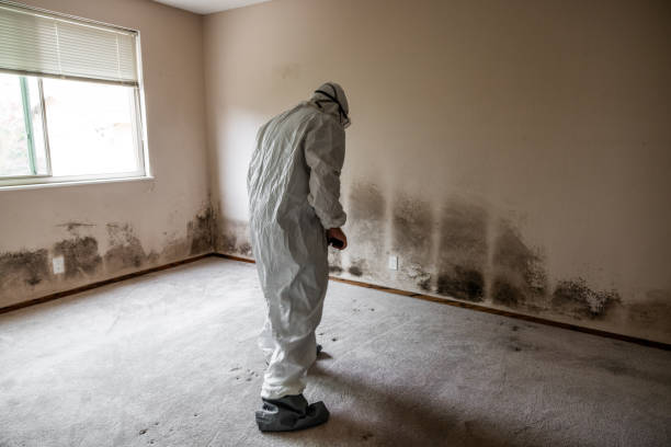 Best Local Mold Removal Service  in Evansville, WI