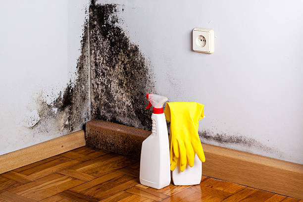 Best Fast Mold Removal  in Evansville, WI