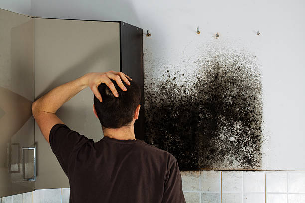 Best Mold Damage Repair  in Evansville, WI