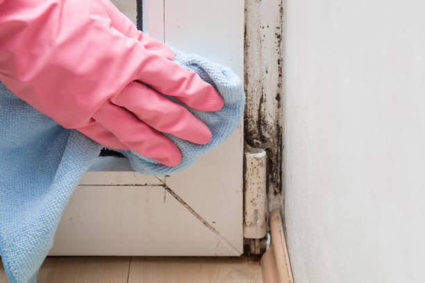 Best Crawl Space Mold Removal  in Evansville, WI